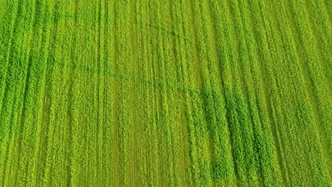 Lonely tree on big green field, drone stock footage be DroneRune Stock Footage 138689627