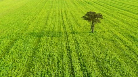Lonely tree on big green field, drone stock footage be DroneRune 4 Stock Footage 138689792
