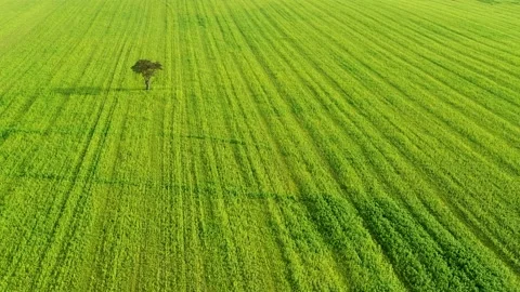 Lonely tree on big green field, drone stock footage be DroneRune 2 Stock Footage 138689797
