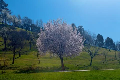 Lonely tree in bloom Stock Photos