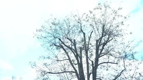 Lonely tree in Blue Stock Footage 100319511