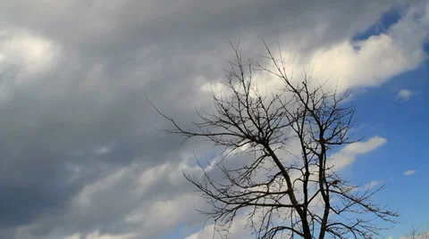 Lonely tree with  blue sky and passing clouds in the background. Time lapse. Stock Footage 33102882