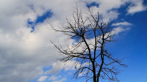 Lonely tree with  blue sky and passing clouds in the background. Time lapse. Stock Footage 33103954