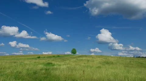Lonely tree on blue sky and cloud background 스톡 동영상 52368540