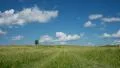 Lonely tree on blue sky and cloud background HD Footage