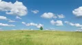 Lonely tree on blue sky and cloud background HD Footage
