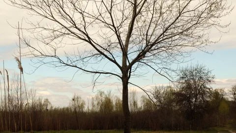 Lonely tree on blue sky background Stockbeeldmateriaal 128911442