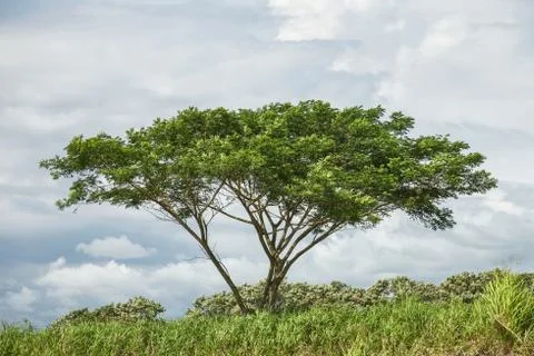 Lonely tree with blue sky in the background Stock Photos