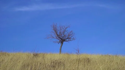 A lonely tree in a blue sky with dried grass-4K-30fps Stock Footage 123721884