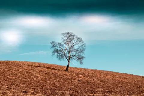 The lonely tree in the blue space. Stock Photos
