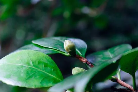 Lonely tree bud and green leaves around on dark background, narrow DOF. Stock Photos