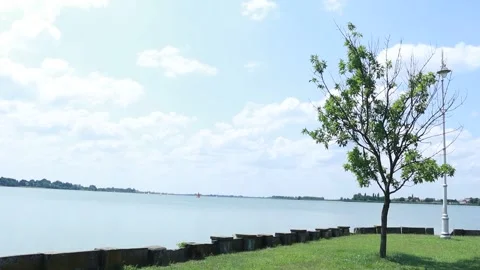 Lonely Tree by the Calm Lake Shore in Summer 動画素材 334885227
