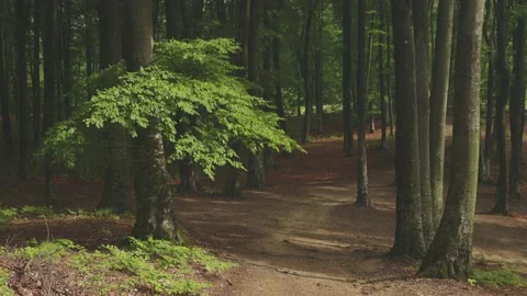 Lonely tree in calm summer wind. Forest during summer Stock Footage 203950025