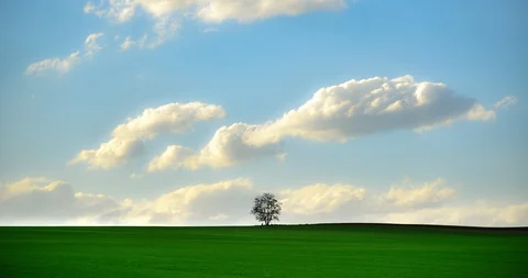 Lonely tree calmness spring time lapse. Stock Footage 107830452