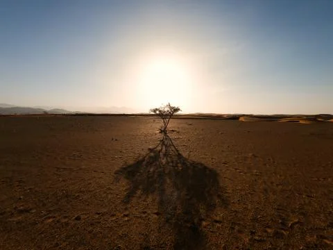 A lonely tree casts a long shadow because of morning sun rise in the desert. 스톡 사진