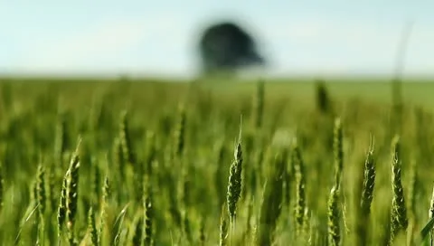 The lonely tree in the cereal field, rack focus Stock-Footage 11153254