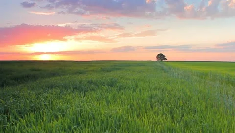 The lonely tree in the cereal field, sunset time lapse Video stock 11069120