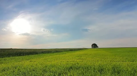 The lonely tree in the cereal field, sunset time lapse Stock Footage 11115011