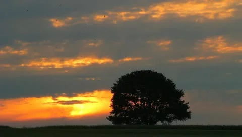 The lonely tree in the cereal field, sunset time lapse Stock Footage 11154530