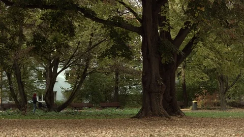 Lonely tree in the city park and Park bench Stock Footage 100260612