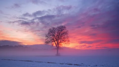 Lonely Tree In Clear Flat Snow Field at sunset , Slovenia Stock Footage 144783533