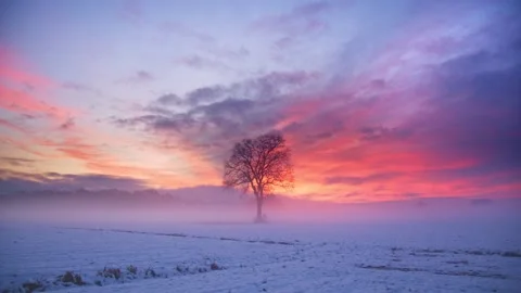 Lonely Tree In Clear Flat Snow Field at sunset , Slovenia Stock Footage 144783563