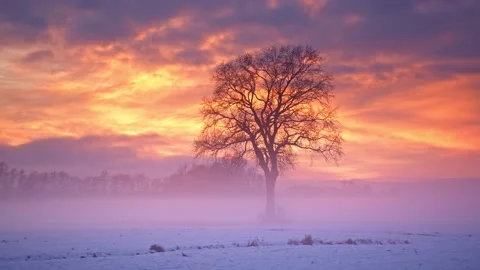 Lonely Tree In Clear Flat Snow Field at sunset , Slovenia Stock Footage 144783593