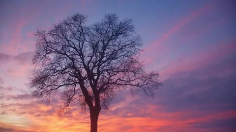 Lonely Tree In Clear Flat Snow Field at sunset , Slovenia Stock Footage 144783644