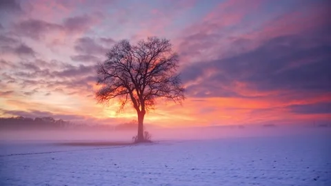 Lonely Tree In Clear Flat Snow Field at sunset , Slovenia Stock Footage 144783664