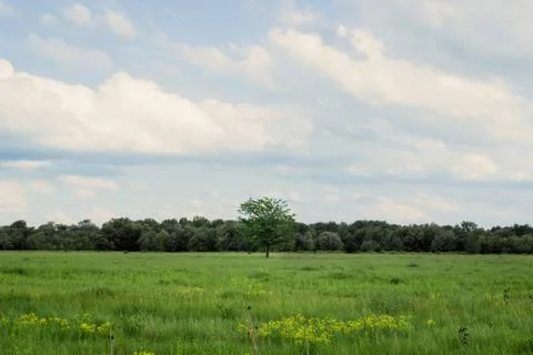 Lonely tree in a clearing. Live nature. Stock Photos