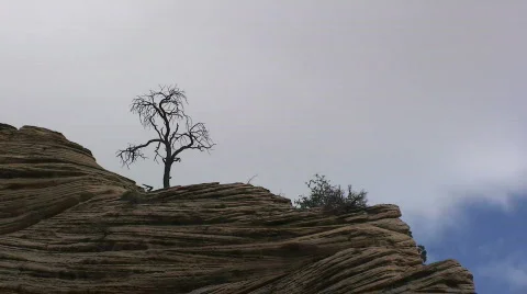 Lonely Tree on Cliff with Cloud Movement Stock Footage 306966