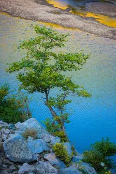 Lonely tree on a cliff by the river Stock Photos