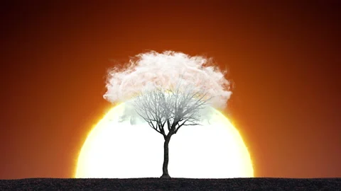 Lonely Tree in a Cloud at Sunset Background. Smoke Fog Vaper Close Up . Stock Footage 136175957