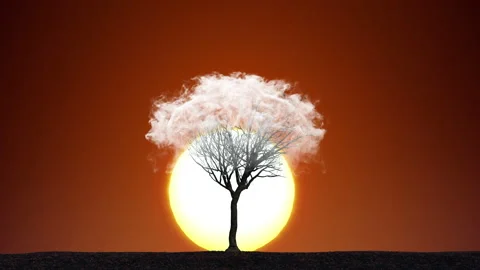 Lonely Tree in a Cloud at Sunset / Sunrise Background. Smoke Fog Vaper Close Up Stock Footage 136122011