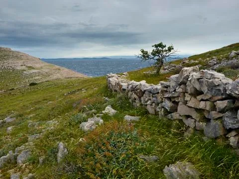 Lonely tree in cloudy and windy morning Stock Photos