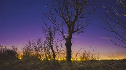Lonely tree in the cold winter night under the stars Vídeo Stock 58658047