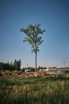 A lonely tree at a construction site, summer, day Stock Photos