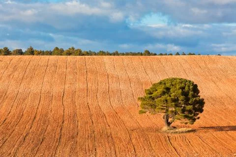 Lonely tree with copy space Foto stock
