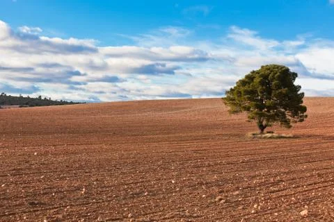 Lonely tree with copy space Stock Photos