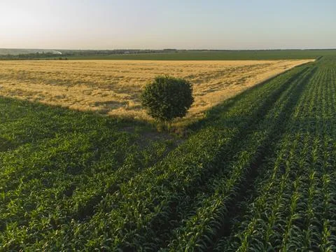 Lonely tree on a corn field. Foto stock