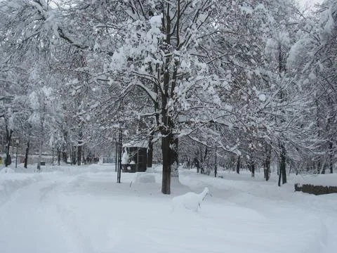 Lonely tree covered with heavy winter snow Stock Photos