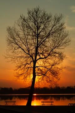 Lonely tree covered sunrise Stock Photos