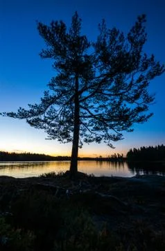 Lonely tree in dawn Stock Photos