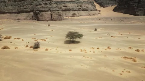 Lonely tree in desert Stock Footage 281168233