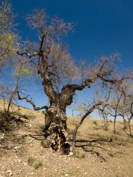 Lonely tree in desert Stock Photos