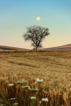 Lonely tree dominated by spring dawn moon.(ITALY) Stock Photos