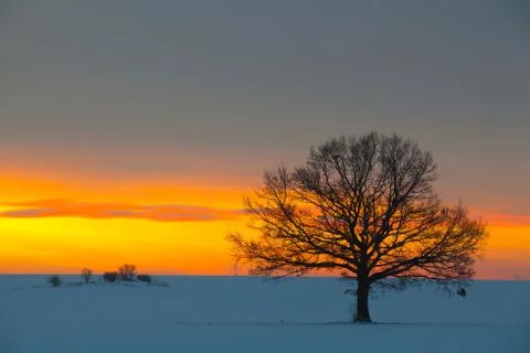 Lonely  tree in dramatic sunrise Stock Photos