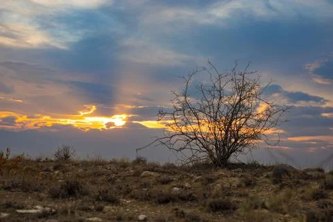 Lonely tree at dramatic sunset Stock Photos