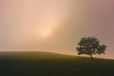 Lonely tree with dreamy light Stock Photos