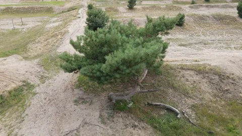 Lonely tree, drone fly 動画素材 233919918